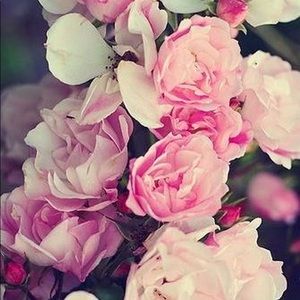 Meet your Posher, Esmeralda